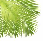 Palm Leaf Isolated On White Background Stock Photo