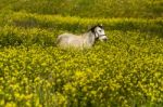 White Horse On A Landscape Field Of Yellow Flowers Stock Photo