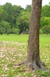 Pink Trumpet Tree Stock Photo