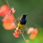 Male Olive-backed Sunbird Stock Photo