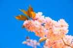 Beautiful Pink Blossoms Of A Plum Tree Stock Photo