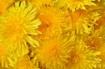 Dandelion Stock Photo