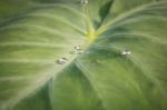 Green Leaf With Water Drops For Background Stock Photo