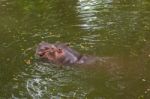 Hippopotamus Swimming In Water Stock Photo