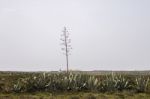 Agave Americana Cactus Plant Stock Photo