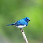 Male Ultramarine Flycatcher Stock Photo