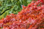 Branches With Leaves In Red Autumn Color Stock Photo