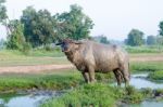 Buffalo Played Mud In Thailand Stock Photo