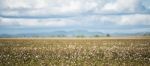 Cotton Field In Oakey, Queensland Stock Photo