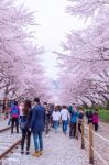 Jinhae,korea - April 4 : Jinhae Gunhangje Festival Is The Largest Cherry Blossom Festival In Korea.tourists Taking Photos Of The Beautiful Scenery Around Jinhae,korea On April 4,2015 Stock Photo