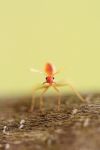 Macro Red Ant Stock Photo