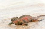 Marine Iguana On Galapagos Islands Stock Photo