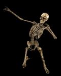 Skeleton Stock Photo