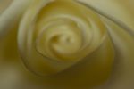 White Cream Rose Stock Photo