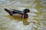 Wood Duck Or Carolina Duck  (aix Sponsa) Stock Photo