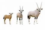 Oryx Stock Photo