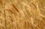 Wheat Field Stock Photo