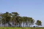 Small Patch Of Trees With Lonely Car Stock Photo