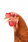 Head Of Chicken Hen Shock And Funny Surprising Isolated White Ba Stock Photo