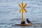 Great Black Cormorant In Breeding Plumage Stock Photo