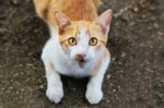 A Cat Stare At Someone Stock Photo