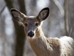 Isolated Photo Of An Awake Deer Stock Photo