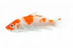 Koi Stock Photo