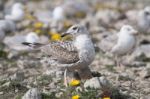 Young Seagulls Near The Cliffs Stock Photo