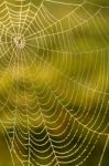 Cobweb Background Stock Photo