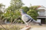 Clouse Up Full Body Side View Of Pigeon Bird Perching On Home Loft Tab Stock Photo