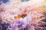 Cartoon Fish Near Sea Anemone Stock Photo