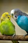 Two Budgerigar Birds Stock Photo