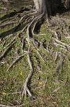 Tree Root Stock Photo