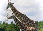 Beautiful Photo Of Two Cute Giraffes Eating Leaves Stock Photo