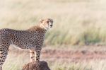 Cheetah In Serengeti Stock Photo