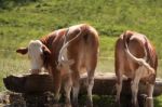 Cows At Trough Stock Photo