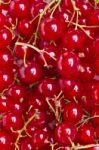 Tasty Red Currant Berries Stock Photo