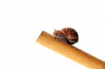 Snail Stock Photo