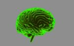 Human Brain 3d Model Stock Photo