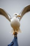 Open Wings Stock Photo