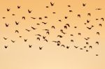 Crow Birds Flying Stock Photo