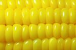 Fresh Corn Cobs Stock Photo