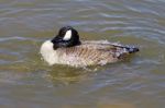 The Goose Is Washing In The Lake Stock Photo