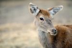 Deer Outside During The Day Stock Photo