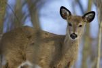 Image With A Cute Young Wild Deer Stock Photo