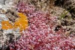 Red Saxifrage (saxifraga) In Sardinia Stock Photo