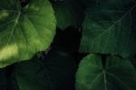 Close Up Grape Leaves Stock Photo