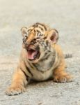 Baby Bengal Tiger Stock Photo