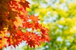 Autumn Maple Leaves Stock Photo