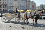 Carriage And Horses In Krakow Stock Photo